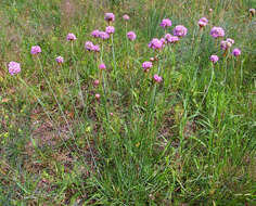 Image of thrift seapink