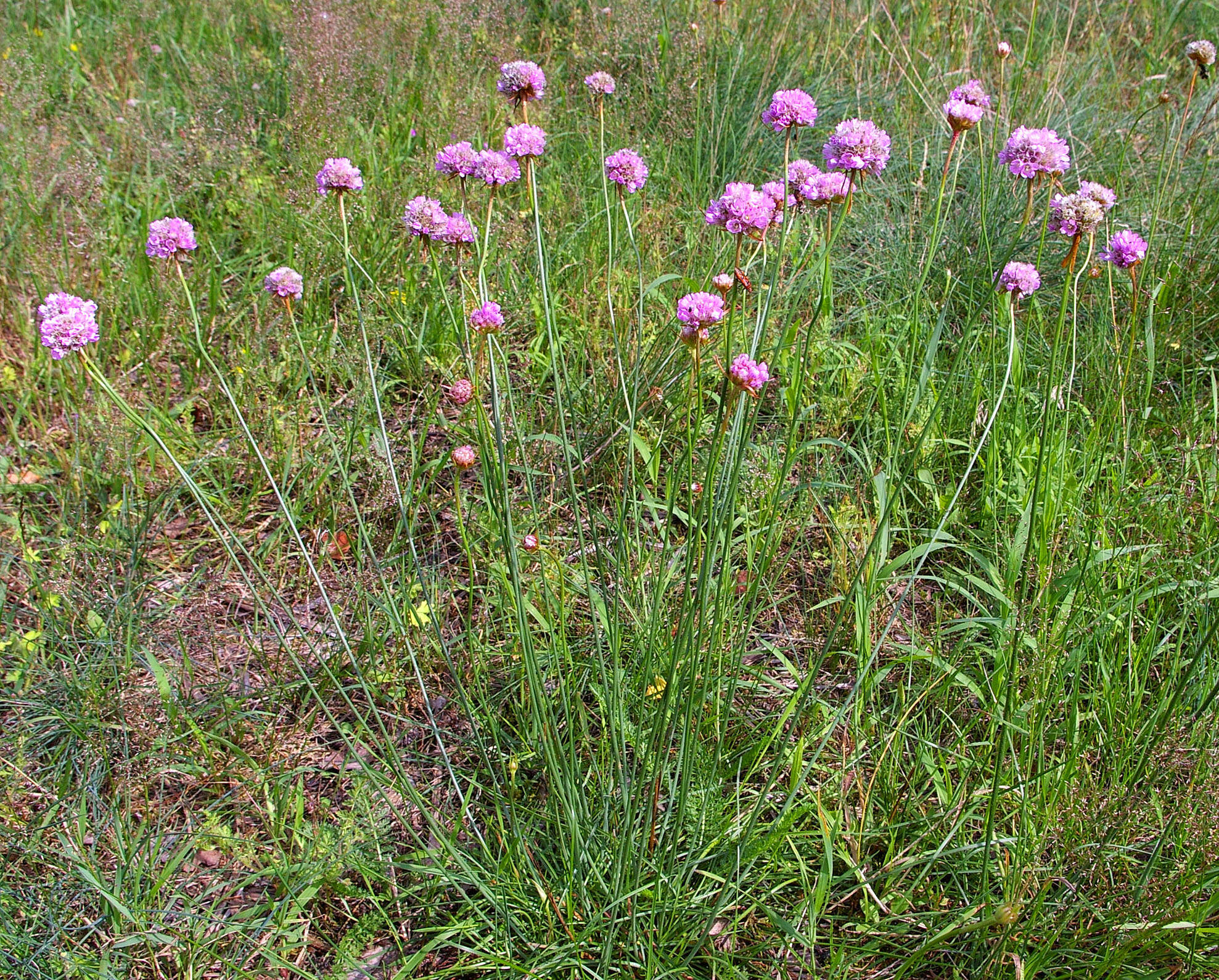 Image of thrift seapink