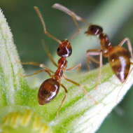 Image of False Honey Ant