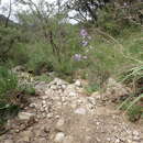 Image of Campanula speciosa Pourr.