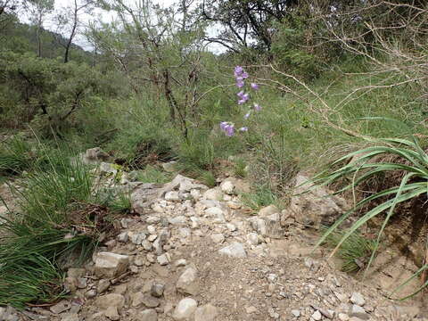 Image of Campanula speciosa Pourr.