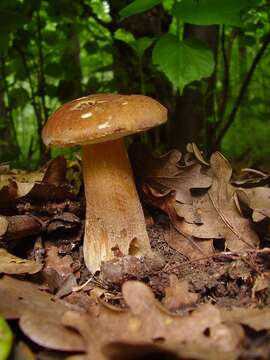 Imagem de Boletus reticulatus Schaeff. 1774