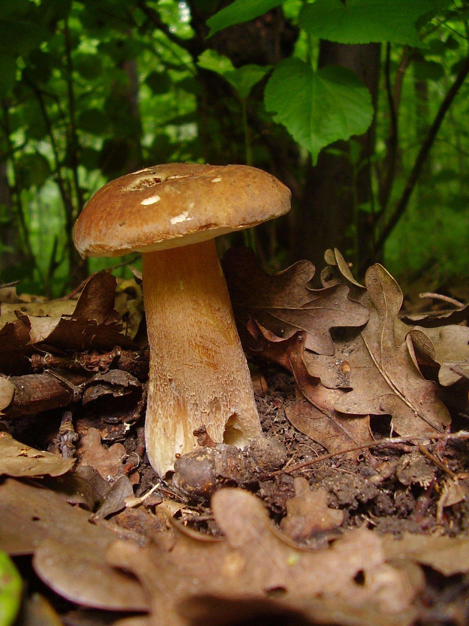 Imagem de Boletus reticulatus Schaeff. 1774