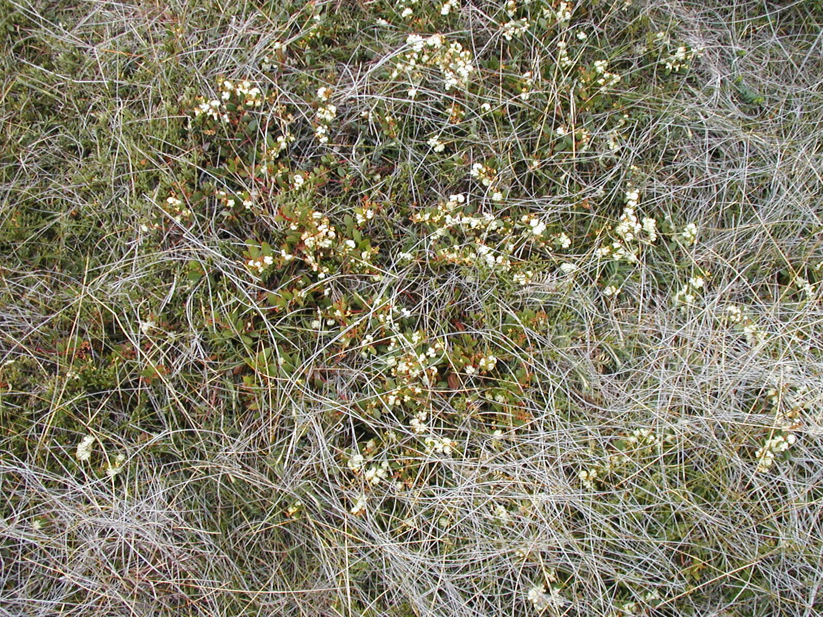 Acacia myrtifolia (Sm.) Willd. resmi