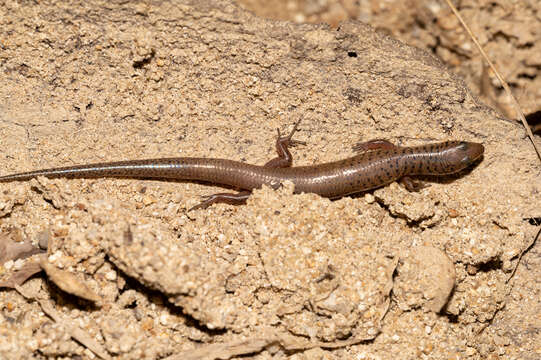 Image of Black-tailed Bar-lipped Skink