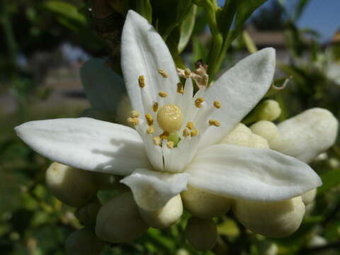 Image of Citrus × sinensis