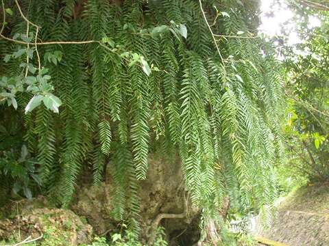 Image of giant swordfern