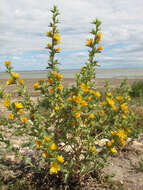 Image of Spanish oyster thistle