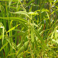 Image of Goodding's willow