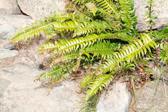 Image of holly fern