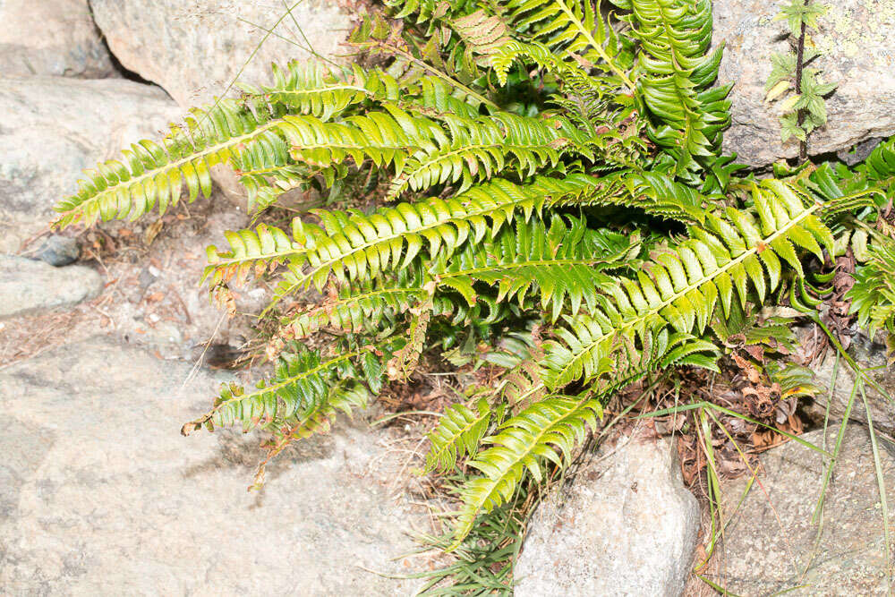 Image of holly fern