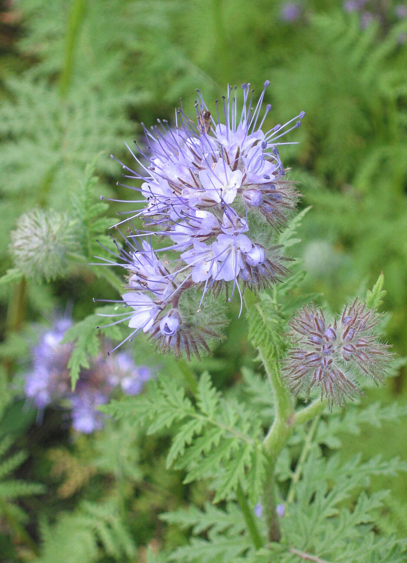 Image de Phacélie à feuilles de tanaisie