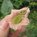 Imagem de Nicotiana glutinosa L.