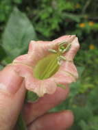 Imagem de Nicotiana glutinosa L.