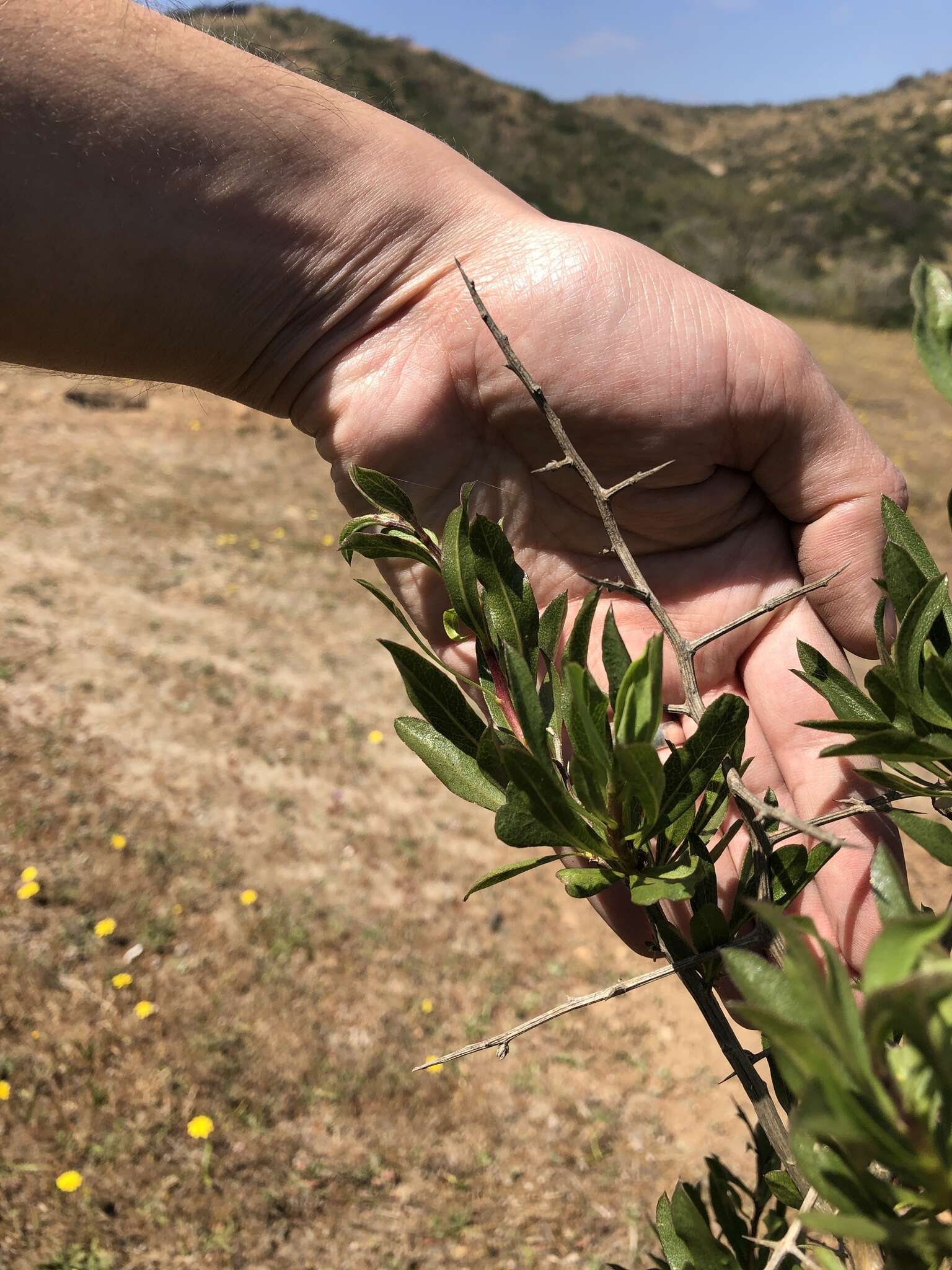 Image de Proustia cuneifolia D. Don