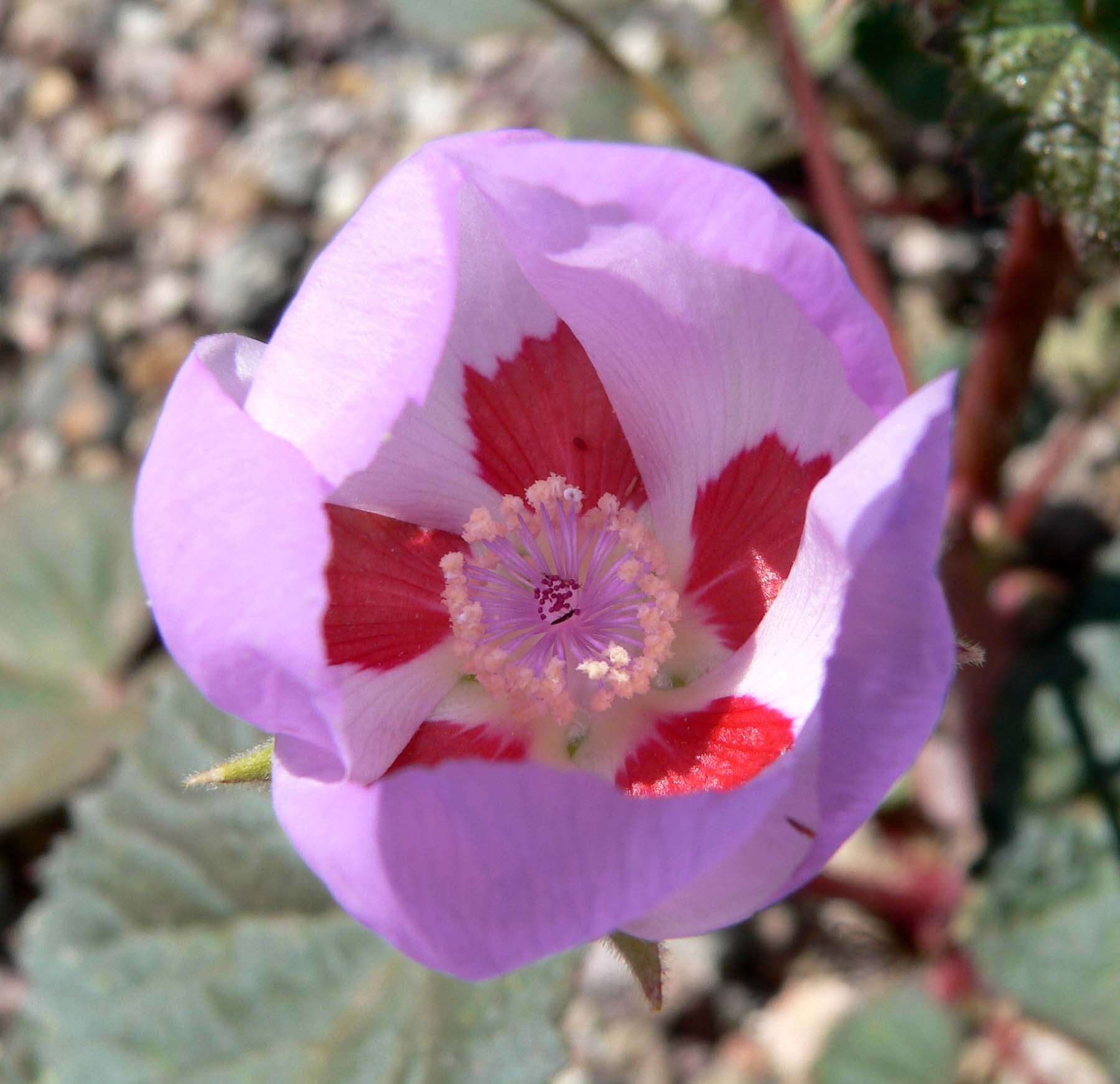 Imagem de Eremalche rotundifolia (A. Gray) Greene