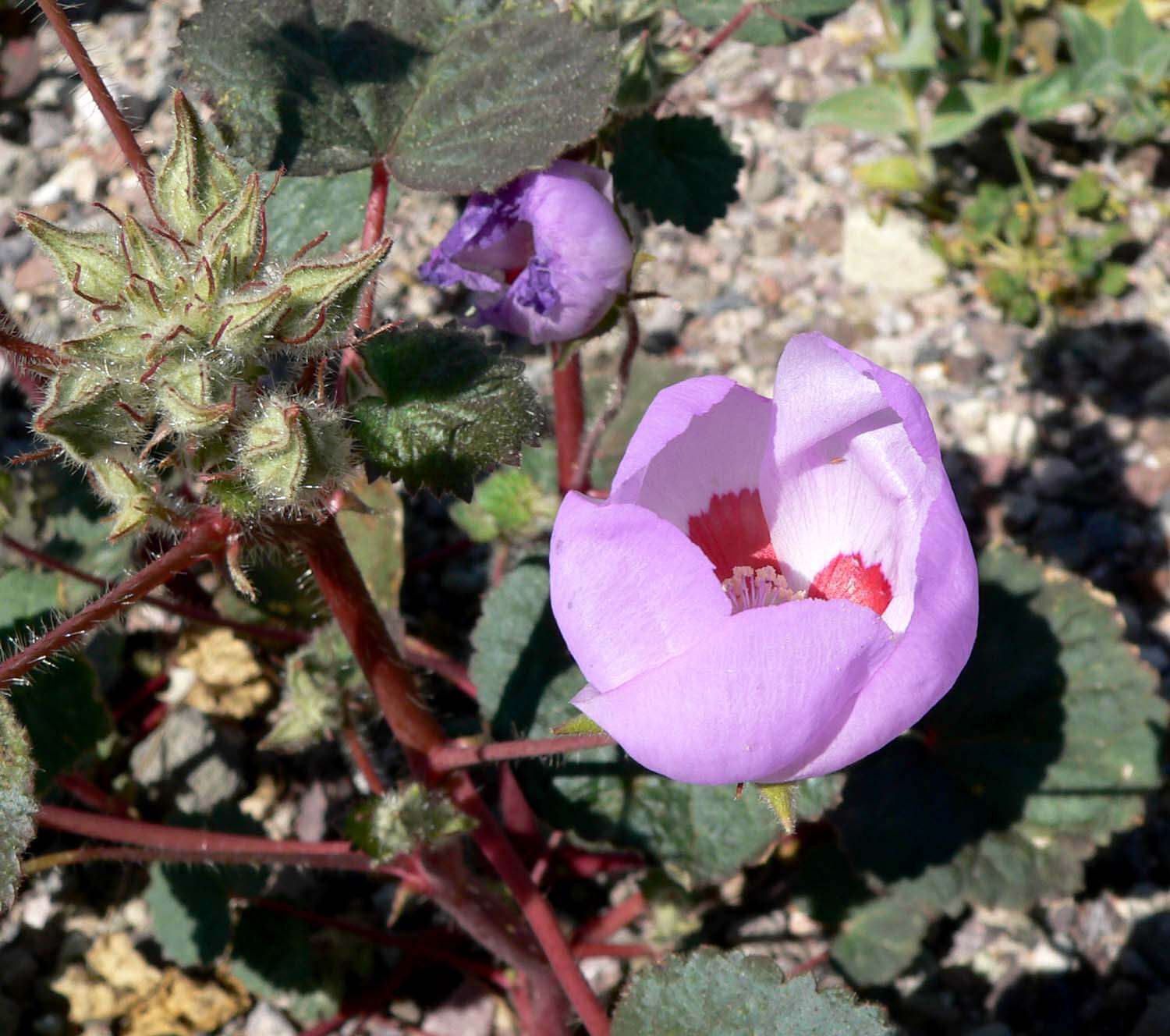 Imagem de Eremalche rotundifolia (A. Gray) Greene