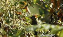 Imagem de Yuhina occipitalis Hodgson 1836