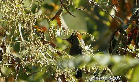 Image of Rufous-vented Yuhina