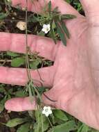 Image of Ipomoea costellata var. edwardsensis O'Kennon & G. L. Nesom