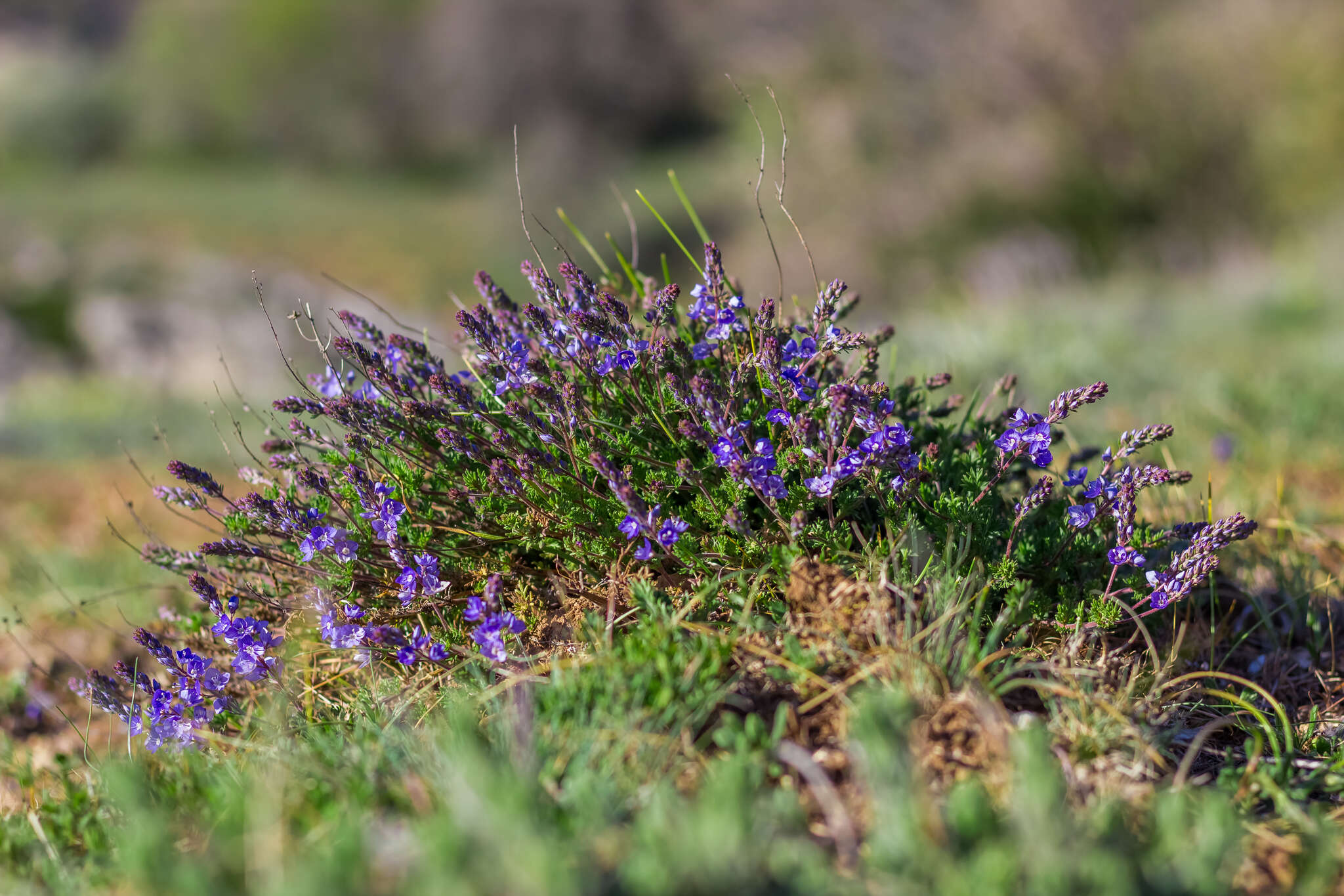 Image of Veronica capsellicarpa Dubovik