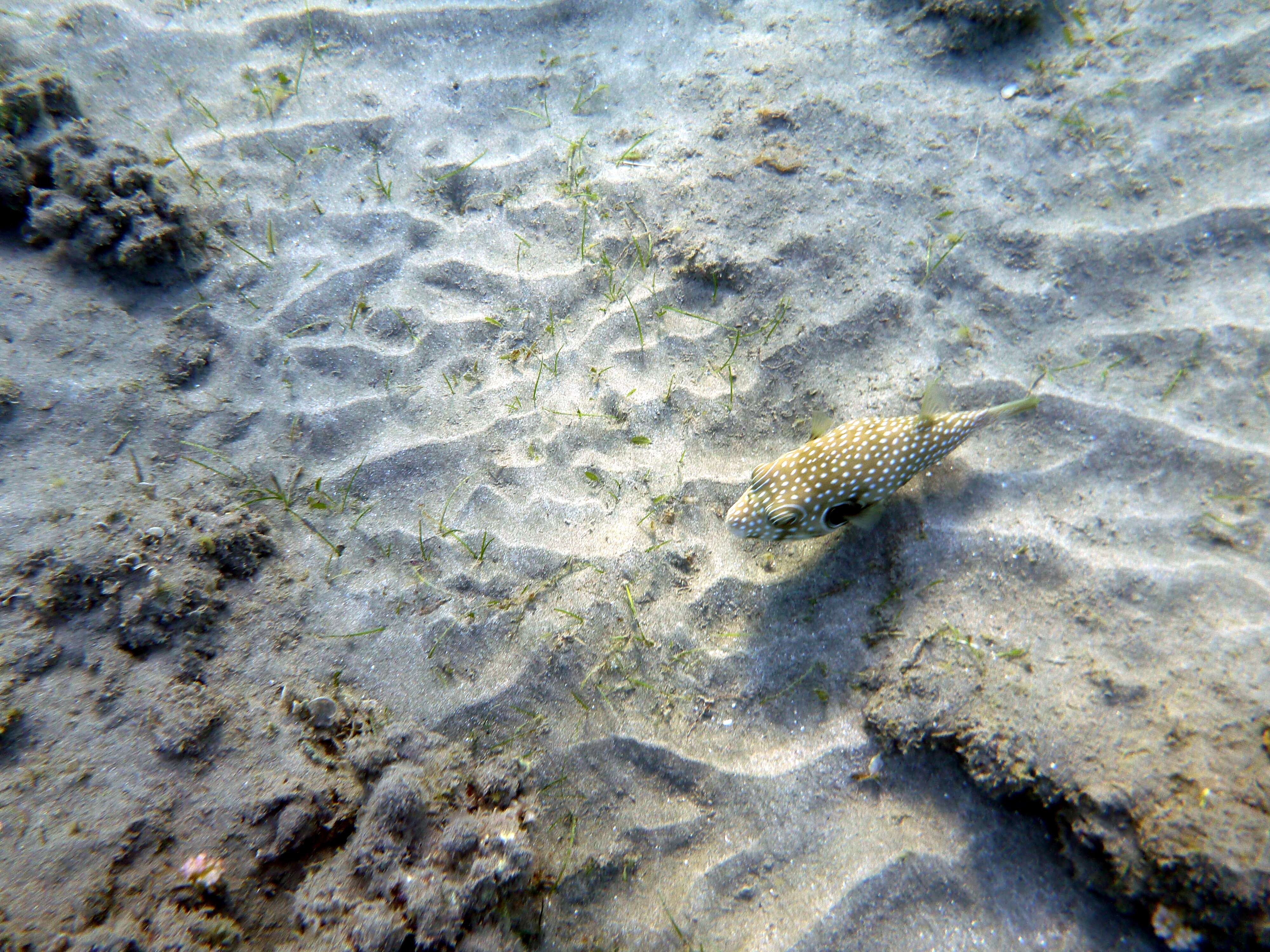 Image of Broadbarred Toadfish