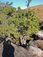 Image of Ilex mitis var. mitis