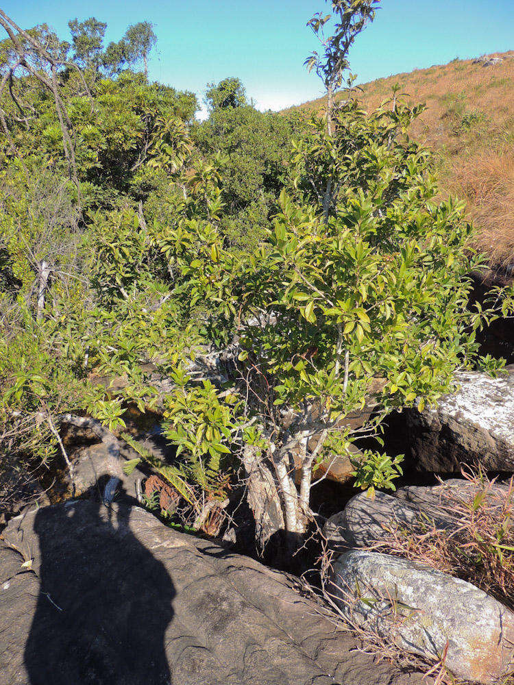 Image of Ilex mitis var. mitis