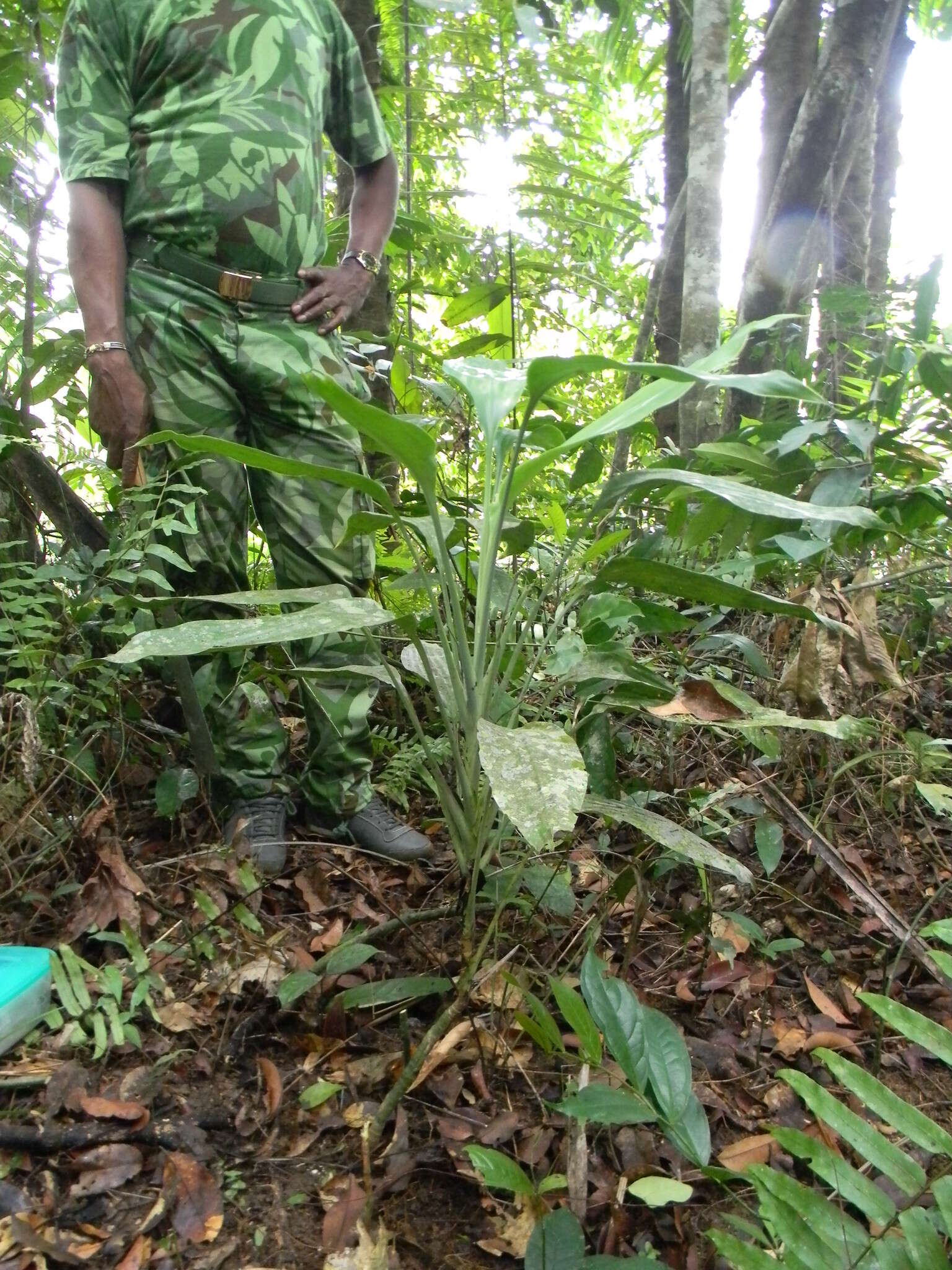 Image of Dracaena aubryana Brongn. ex É. Morren