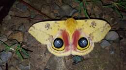 Image of Io Moth