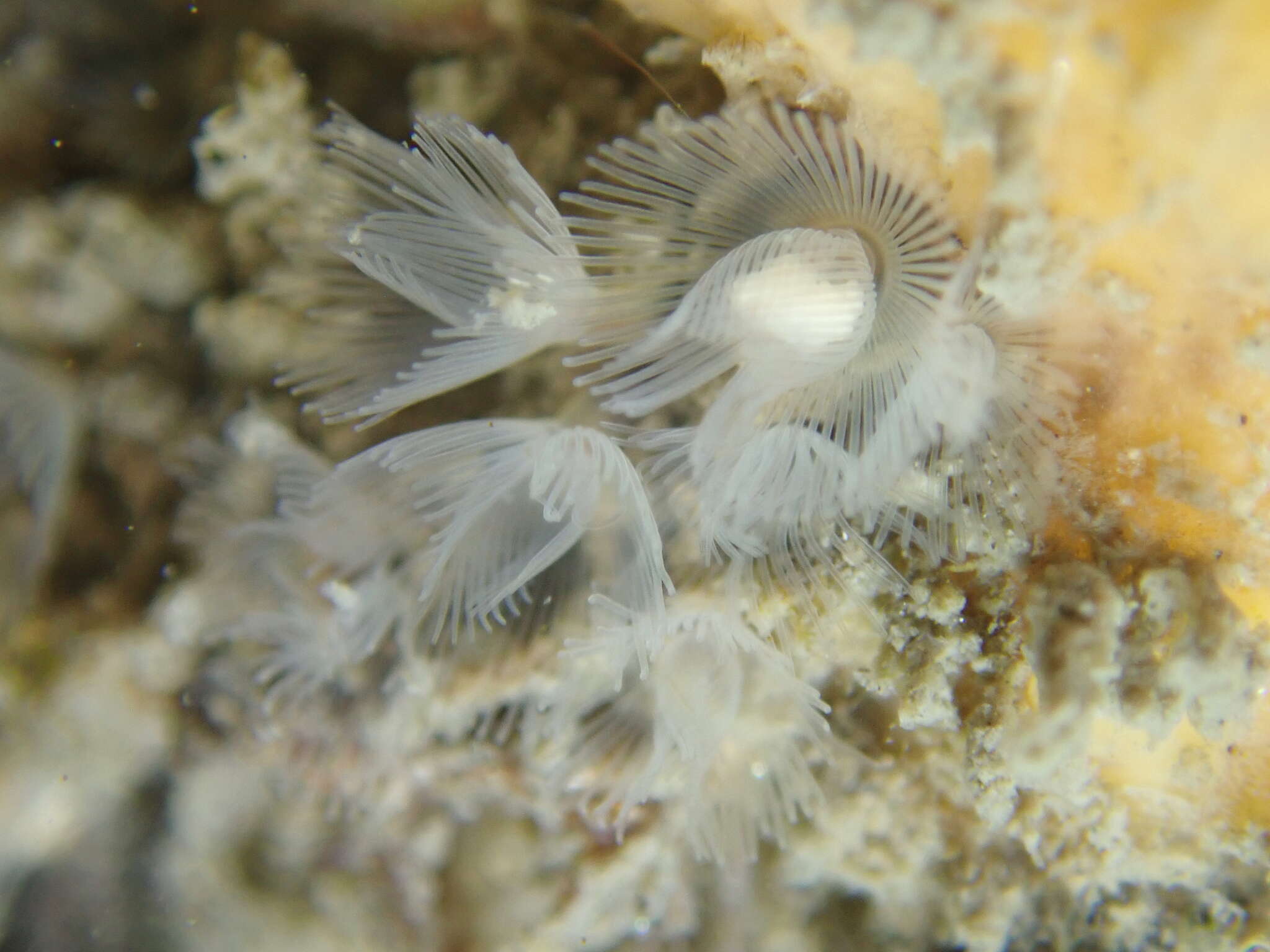 Image of white colonial phoronid
