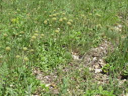 Image de Globularia trichosantha Fischer & C. A. Meyer