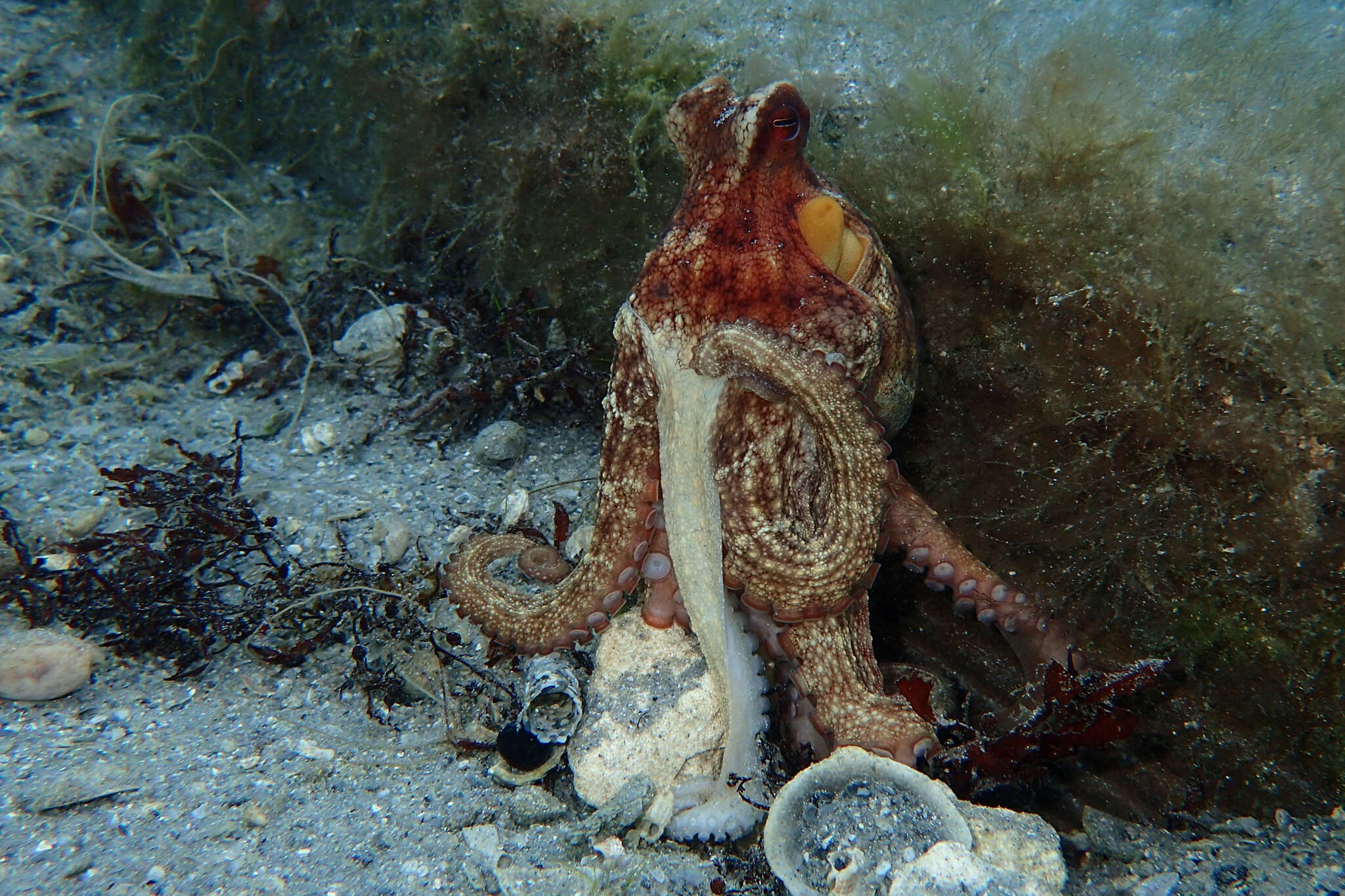 Image de Octopus americanus Froriep 1806