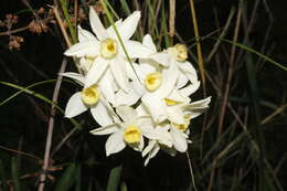 Image of Narcissus tazetta subsp. italicus (Ker Gawl.) Baker