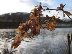 Image of common hop