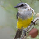 Plancia ëd Eopsaltria griseogularis Gould 1838