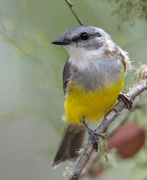 صورة Eopsaltria griseogularis Gould 1838