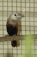 Image of White-headed Munia