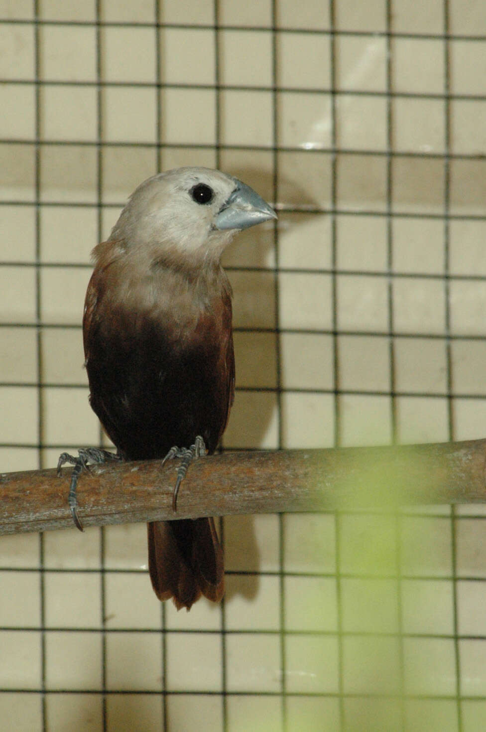 Image of White-headed Munia