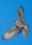 Image of Gyr Falcon