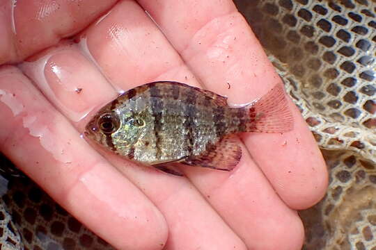 Image of Blackbanded Sunfish