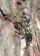 Imagem de Neoclytus conjunctus (Le Conte 1857)