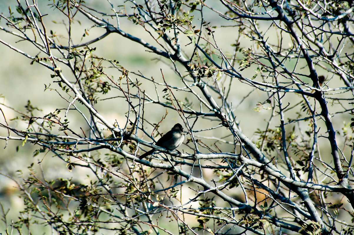 Image of White-eyed Bulbul