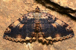 Image of Tissue Moth