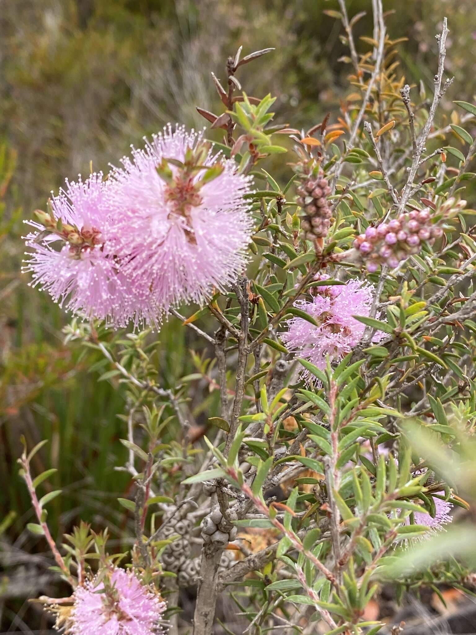 Image de Melaleuca striata Labill.