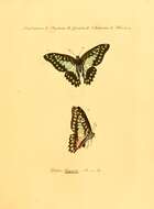 Слика од Graphium eurypylus (Linnaeus 1758)