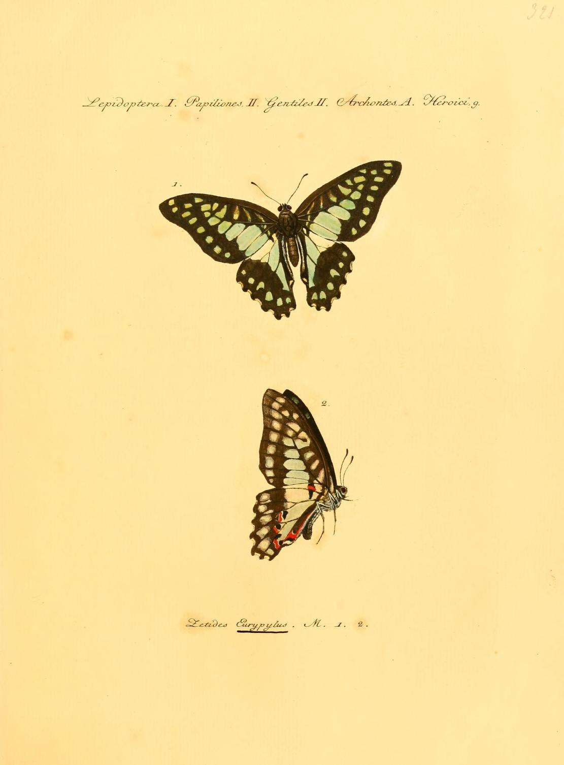 Graphium eurypylus (Linnaeus 1758) resmi