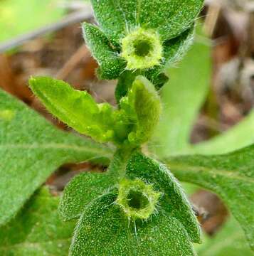 Image of Contarinia partheniicola (Cockerell 1900)