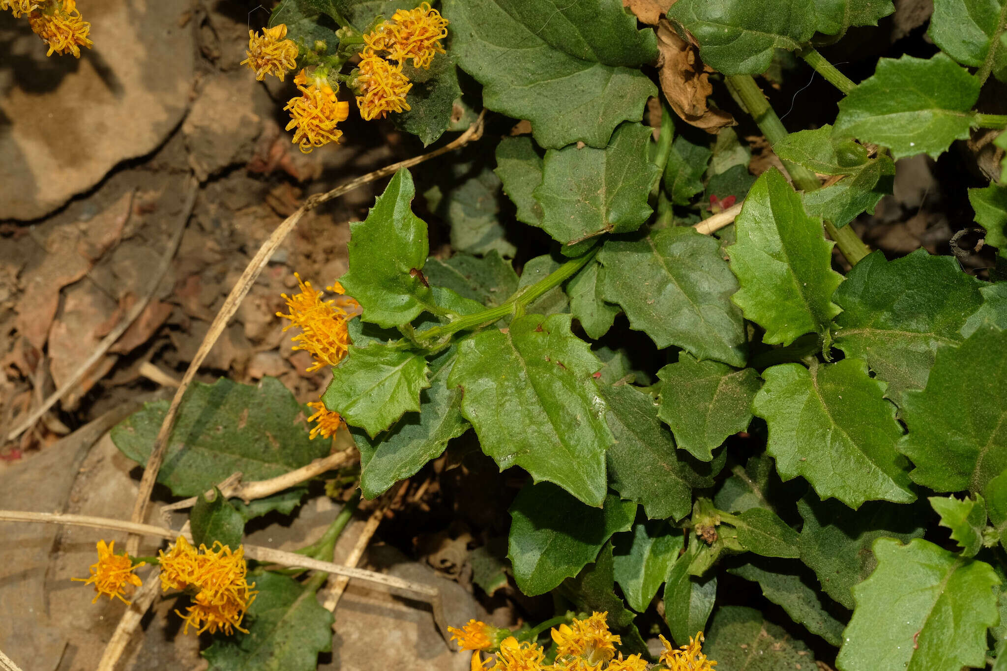 Image of Mexican Flame Vine