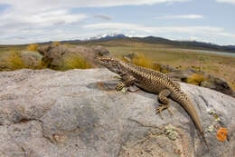 Image of Elongate Tree Iguana